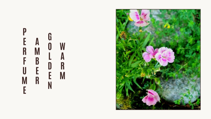 warm golden amber perfume